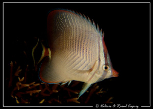 Picture taken during a night dive in Thailand. by Raoul Caprez 